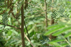 Albizia lebbeck