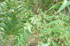 Azadirachta indica