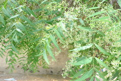 Azadirachta indica