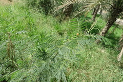 Albizia lebbeck