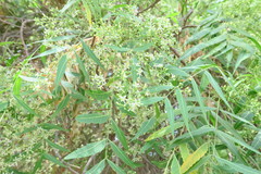Azadirachta indica