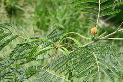 Albizia lebbeck