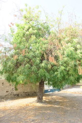 Azadirachta indica