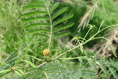 Albizia lebbeck