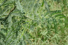 Albizia lebbeck