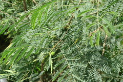 Albizia lebbeck