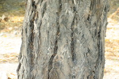 Azadirachta indica