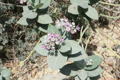 Calotropis procera