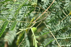 Albizia lebbeck