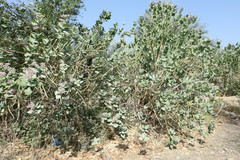 Calotropis procera