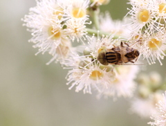Eristalinus quinquestriatus