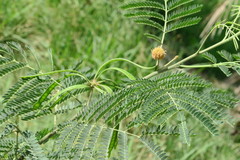 Albizia lebbeck