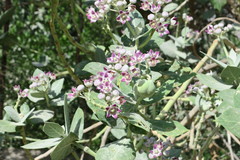 Calotropis procera