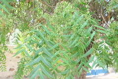 Azadirachta indica