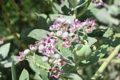 Calotropis procera