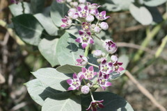 Calotropis procera