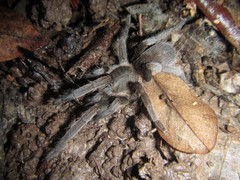 Coremiocnemis tropix