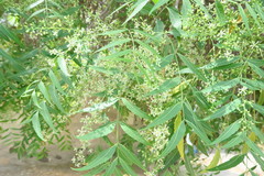 Azadirachta indica