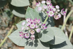 Calotropis procera