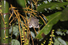 Melomys capensis