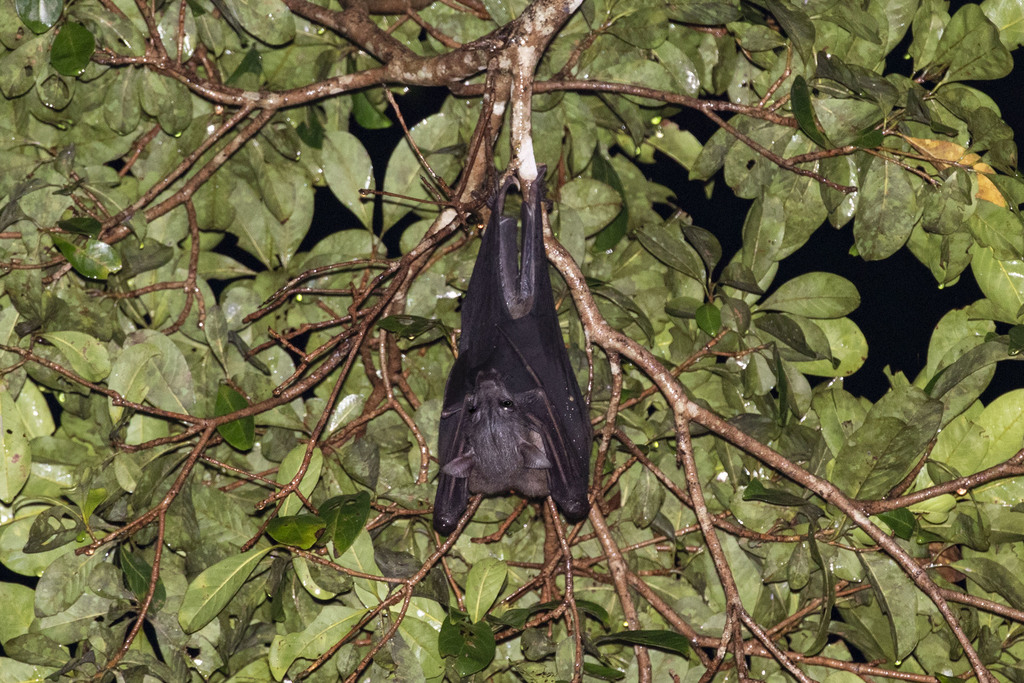 New Guinea Naked-backed Fruit Bat