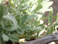 Centaurea