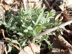 Centaurea