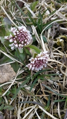 Noccaea caerulescens