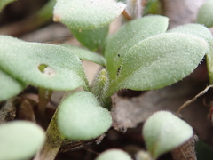 Magnoliopsida