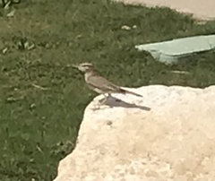 Cercotrichas galactotes