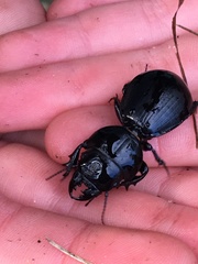 Scaraphites hirtipes