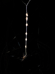 Lehtineniana dissimilis