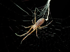 Lehtineniana dissimilis