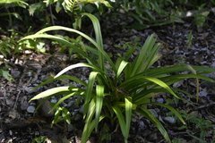 Crinum pedunculatum