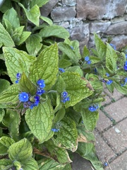 Pentaglottis sempervirens