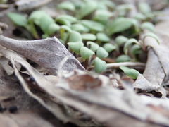 Magnoliopsida