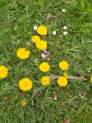 Taraxacum officinale