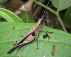 Xiphiola cyanoptera