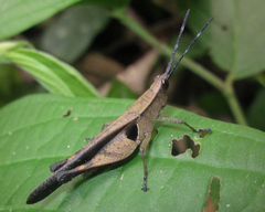 Xiphiola cyanoptera