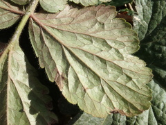 Geum
