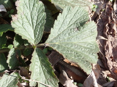 Geum
