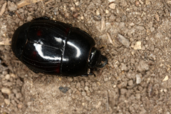 Hister quadrimaculatus