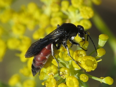 Pseudopompilus humboldti