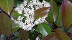 Photinia