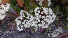 Photinia