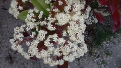 Photinia