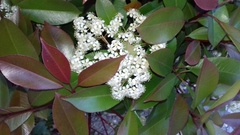 Photinia