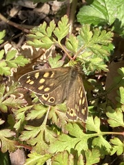 Pararge aegeria