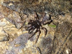 Cataxia cunicularius