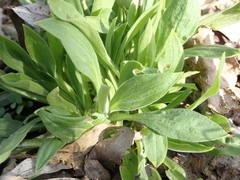 Silene